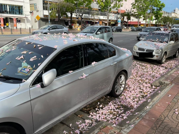 花瓣不只是掉落地上，也落在车顶上。
