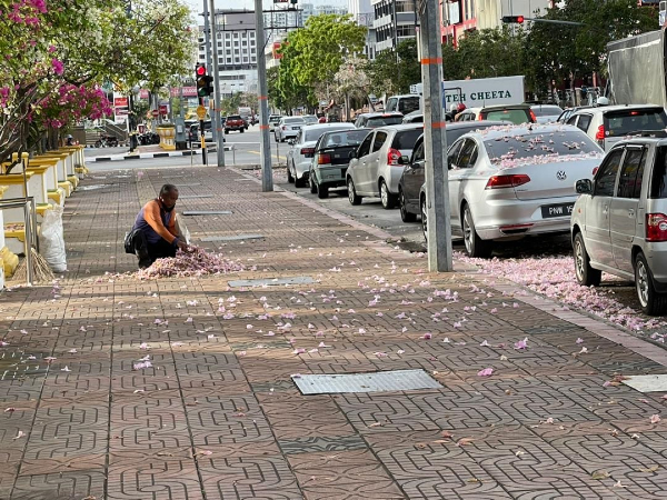 清洁工人在清理街道的风铃木花瓣。