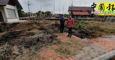 一把火清理杂草？ 30多棵棕榈树被烧死