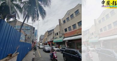 闹市椰树掉椰子  险砸伤路过孩童