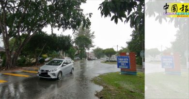 大树遮路灯  路口变“黑区”  威胁道路使用者