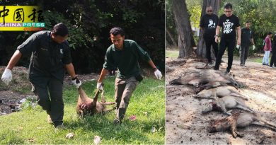 五屿岛  捉山猪  射死5只一一化验
