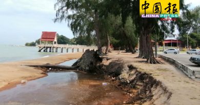 树根外露．泥土流失 海蚀严重    沙滩变样了