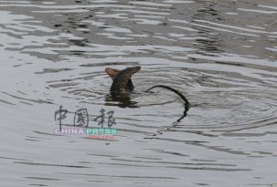 四脚蛇在甲河交配  好激情！