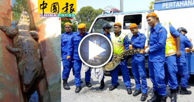 园艺业者闻拍水声发现  2公尺鳄鱼 卡沟渠