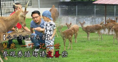 【今日马六甲头条】鬣鹿  一吓  记一世  参观养殖场请友善些