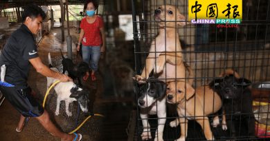 免费领养 流浪猫狗  减轻防虐动物协会负担