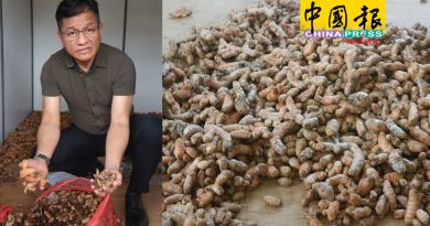 州政府拨7万种黄姜  5个月后仍未种植