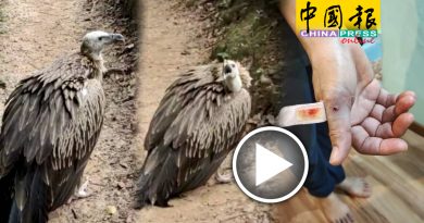 虚弱老秃鹰惊现熊山  登山客助救下山