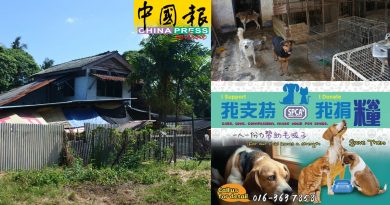 防虐协会仅剩1周狗粮  梁淑娟吁捐赠 救400只猫狗
