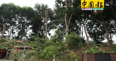 树医证实不适合种植  11棵非洲桃花心木必移