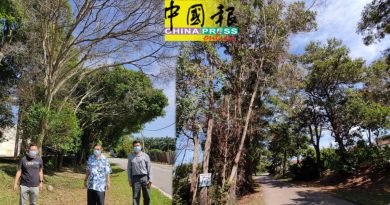 路旁数枯树摇摇欲坠  民忧再有树倒压死人意外