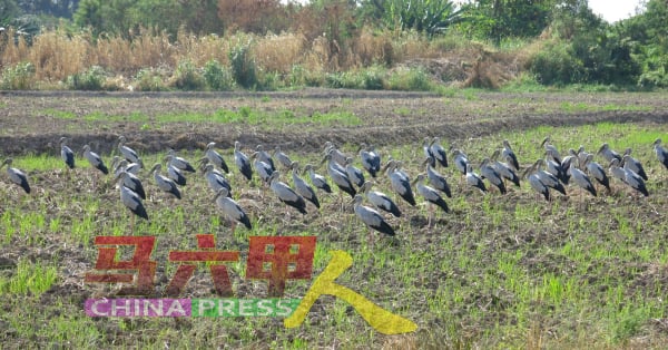 季候鸟钳嘴鹳飞抵武吉南眉稻田区，形成美丽景色。