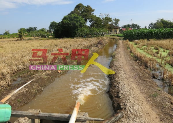 天气乾旱无法种植稻田，钳嘴鹳在稻田的水沟觅田螺食用。