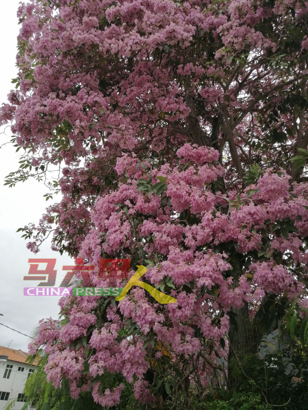 粉红色的“大马樱花”，十分吸晴，甲市政厅计划在五屿岛种“大马樱花”，打造赏樱的热门景点。