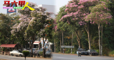 又见  风铃木花开  掉落地面如铺地毯