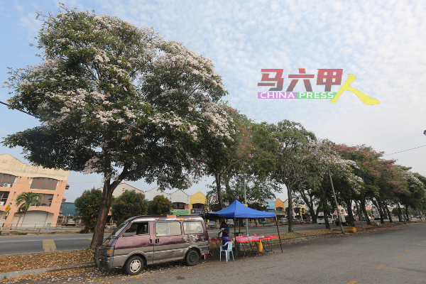 默迪卡花园加德士油站附近的风铃木已开花，让人有置身日本的感觉。