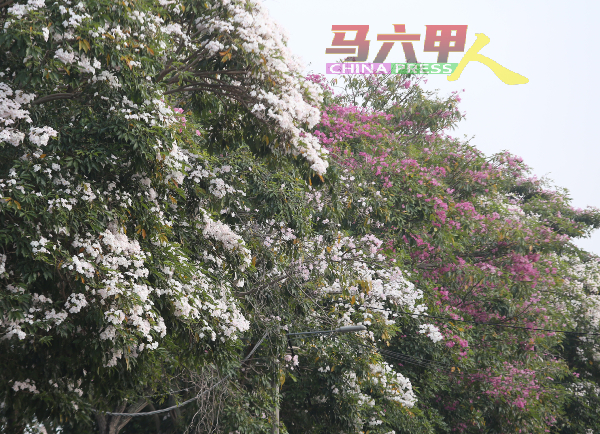 一般上马六甲的风铃木花朵多为白色与紫色，花朵外形极似风铃，因此得名。
