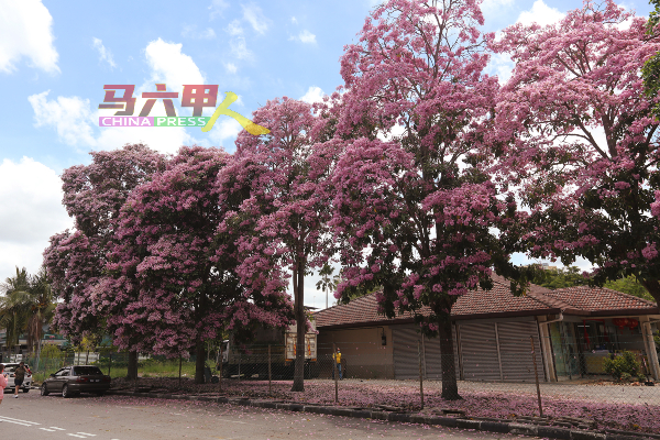 今年马六甲的风铃木花朵以粉红色占大多数。