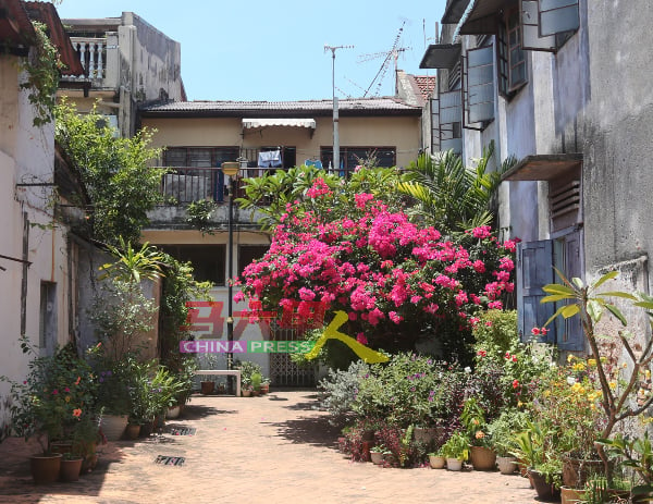 部分老街后巷经当地居民绿化，鸟语花香。