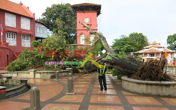 坐落在马六甲红屋区的120年参天大树，在一场大雨中倒下。