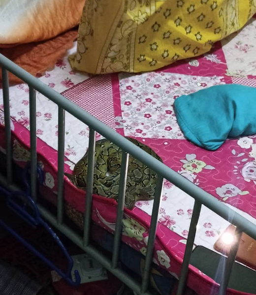 窜入住家的蟒蛇，出现在2岁女童床上某角落。（图由亚罗牙也民防局提供）