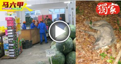 “神枪手”精准2枪 闯水果批发店山猪命丧黄泉