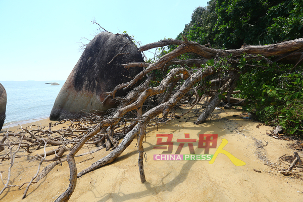 海滩处有一些树干倒塌，据悉吸引一些爱好探险者到来。