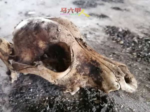 荒废商店内发现类似狗的头骨，四周地面也有被纵火烧焦的迹象。