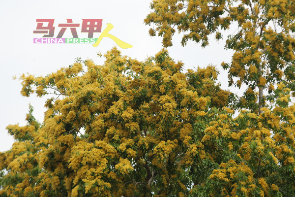 茂盛的黄花树盛开，效果不比风铃木逊色。