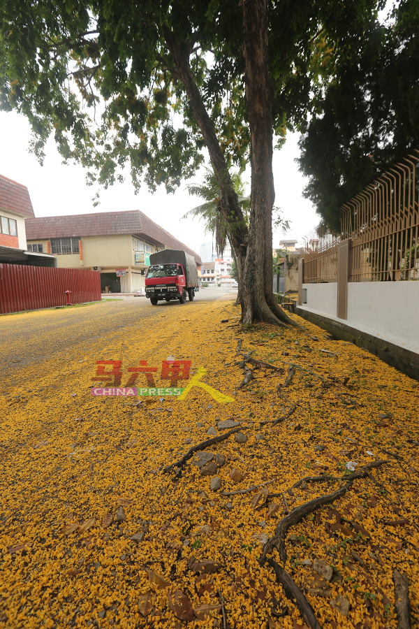 花园社区的街上布满黄花树，犹如铺上黄金地毯。
