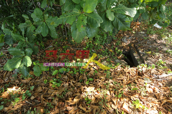 部分土沟地板上堆积无数未获清理的树叶，也会导致排水系统受阻。