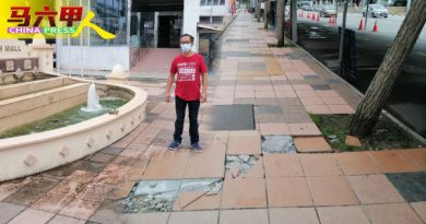 树根破坏  积水湿滑  人行道地砖   威胁安全