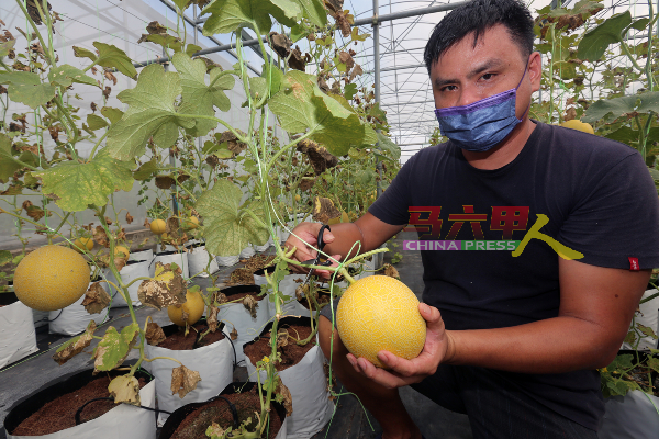 林涛霸：考虑开放农场让民众参观种植蜜瓜过程。