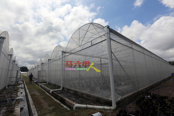 浮罗加东农业局温室农场为农民提供基本设备种植农作物，且没有收取租金。