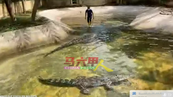 马六甲鳄鱼休闲公园在虚拟导览活动，现场直播喂食动物过程。