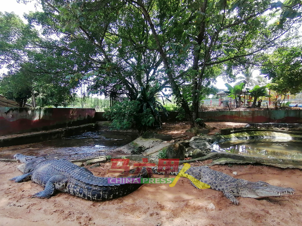 马六甲鳄鱼休闲公园饲养约百只鳄鱼。