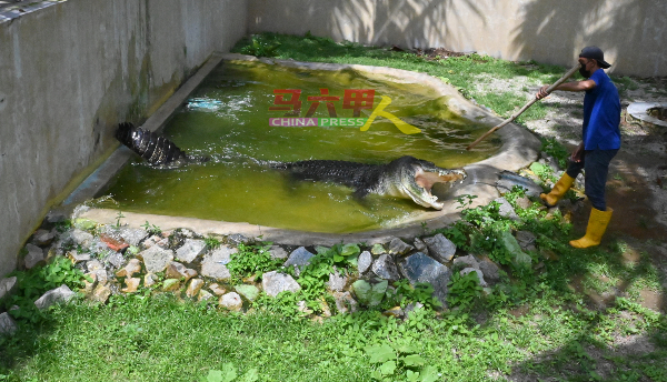 甲鳄鱼休闲公园的其中一名管理员立查，示范喂食最凶猛的鳄鱼“哈力斯”。