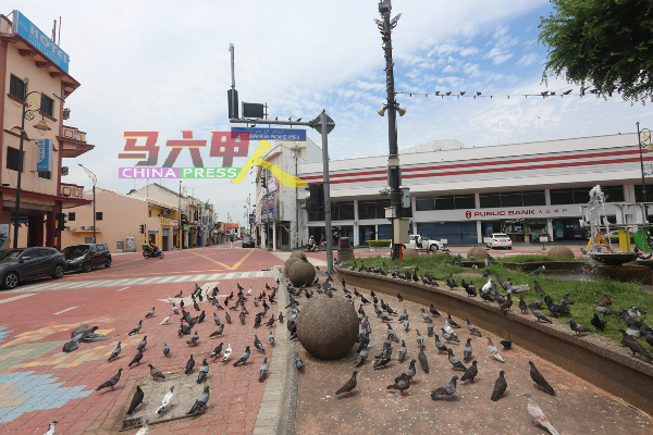 端午节来历的甲市区，街道依然冷清清，反而能让鸽子及鸟类成群在街上悠游作息。