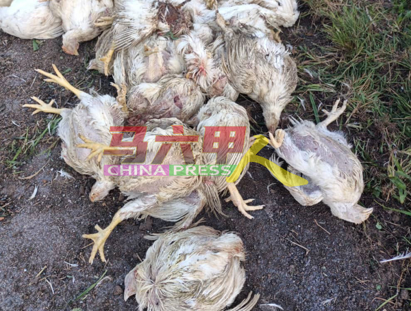 意外的发生，造成约1000只鸡活活被压死及受伤。