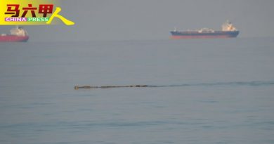 公主海滩海域  出现鳄鱼！