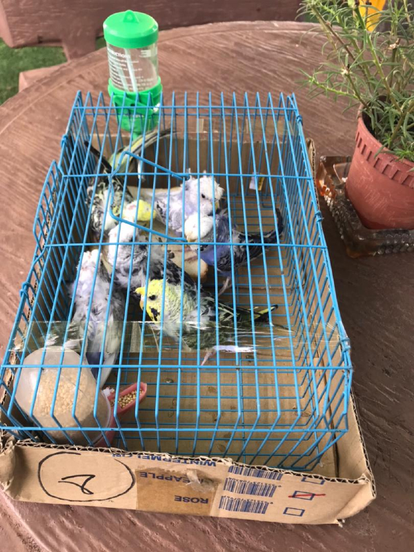 鸟放入龙子，包装好后将寄送，笼子里备有饲料及水。