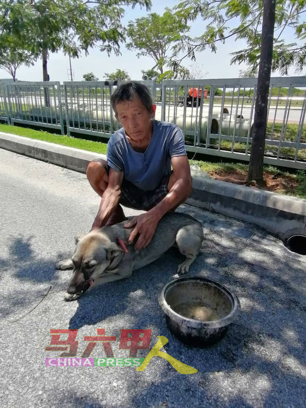 ■黄培风每天由晋巷到哥打拉沙马那，给至少30只流浪狗喂食。