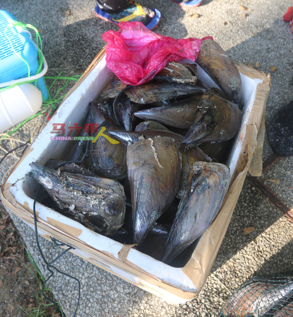 据临时渔民们披露，目前“海鸟”每公斤价格介于18令吉。