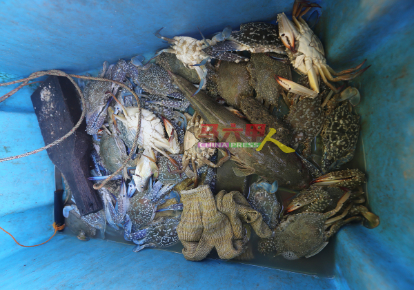 ■一些渔民除了捕获“海鸟”外，也在浅水滩捕获一些花蟹及海产。