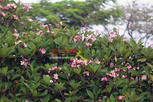 ■外型粉红花色的夹竹桃，外表虽吸引群众目光，但切勿采摘花朵，毕竟夹竹桃是有毒植物。
