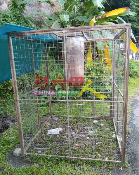 大马半岛野生动物保护及国家公园局甲分局在国花花园，设笼子捕捉野猴。
