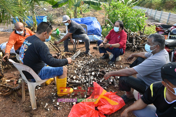 农民正在清理木薯，并包装好后送给有需要的选民。