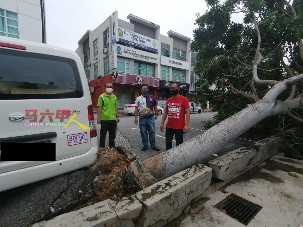 刘志俍（右起）与邱宜树、李祥生，到场了解树木遭风雨连根拔起的情况。