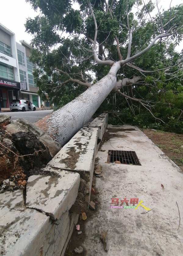 树木不堪风吹雨打倒下，洋灰路堤及泊油路也被破坏。